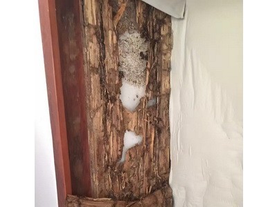晋江家庭灭白蚁价格多少钱图2