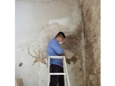 晋江家庭灭白蚁价格多少钱图4
