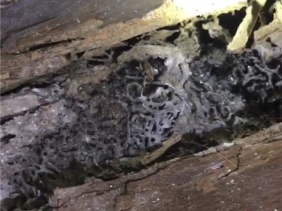 邢台超市灭鼠灭蟑螂价格图2