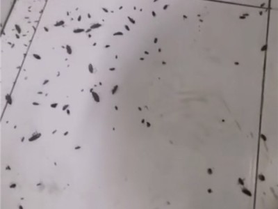 邢台饭店灭蟑螂杀虫除四害图4