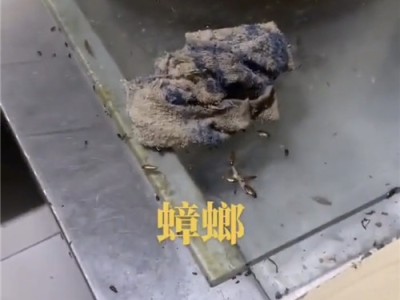 邢台专业消杀除虫灭鼠的公司图5