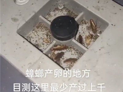 六安专业灭鼠灭蟑螂收费图3