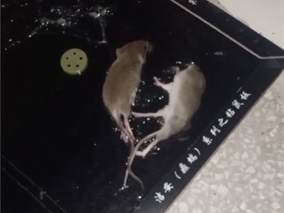 六安专业灭鼠灭蟑螂收费图1