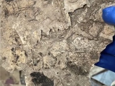 六安附近酒店灭鼠灭蟑螂图5