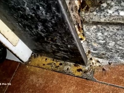 六安附近酒店灭鼠灭蟑螂图1