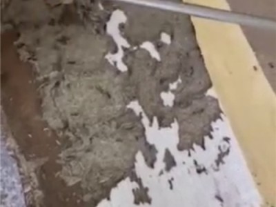 六安专业灭白蚁防治白蚁图1