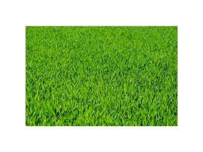 山东地区批发销售草坪图3