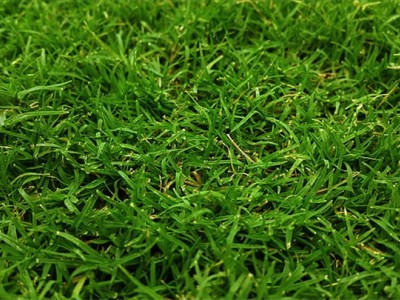山东四季常青草皮草皮大量供应图4