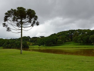 河南郑州附近草坪供应基地电话多少图3