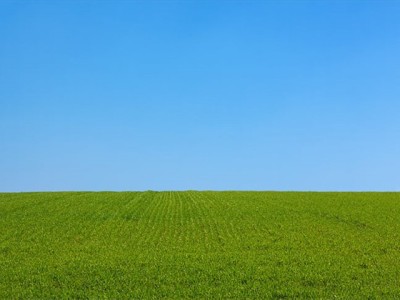河南四季常青草坪供应基地电话图1