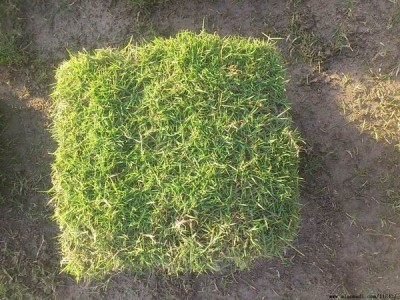 贵州草坪大量供应批发销售图5