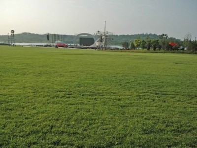 湖南怀化草坪种植基地批发电话图4