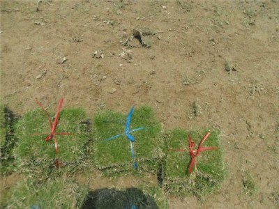 湖南怀化草坪种植基地批发电话图2