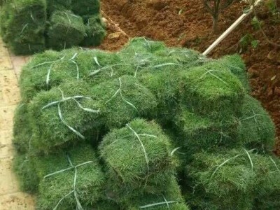 怀化中方草坪批发种植基地电话图3