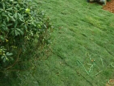 怀化中方草坪批发种植基地电话图4