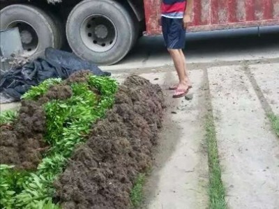 怀化中方草坪批发种植基地电话图2