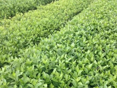 怀化中方草坪批发种植基地电话图5