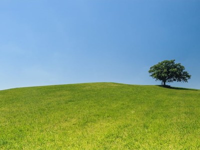 贵州黔西南兴义草坪批发基地图5