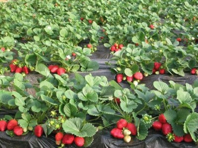广西草莓苗大量上市预定图1