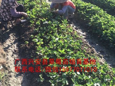兴安县草莓苗种植批发基地图1
