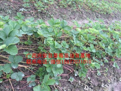 桂林红颜草莓苗批发销售质优价廉图1