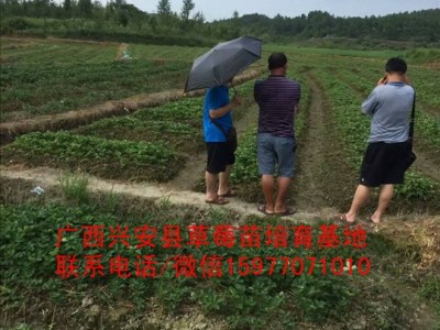 桂林法兰地草莓苗批发价格多少图1