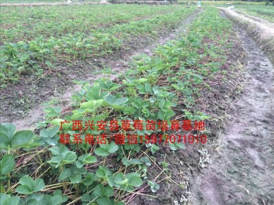 广西红颜草莓苗批发价格多少图1