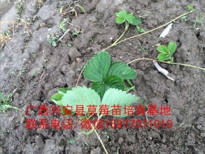 桂林附近卖草莓苗的基地哪家好图1