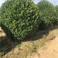 河南洛阳大叶黄杨种植基地