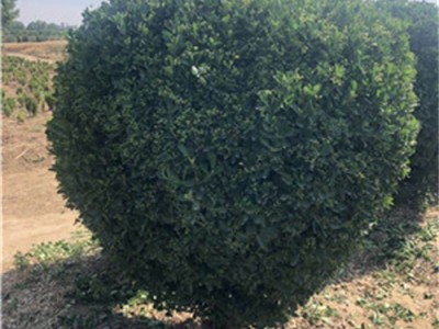 河南洛阳大叶黄杨种植基地图5