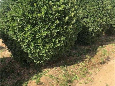 河南洛阳大叶黄杨种植基地图2