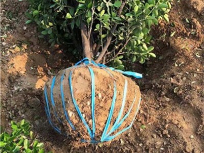 河南洛阳大叶黄杨种植基地图3