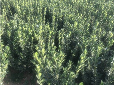 河南洛阳种植大叶黄杨的图2