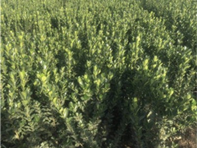 河南洛阳种植大叶黄杨的图4