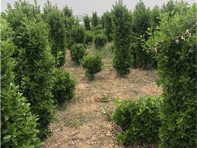 河南洛阳种植大叶黄杨的图5