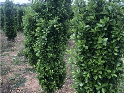 河南洛阳种植大叶黄杨的图6