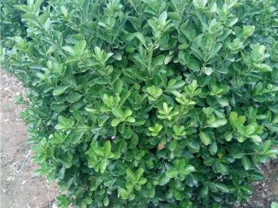 河南比较的大叶黄杨种植基地图3