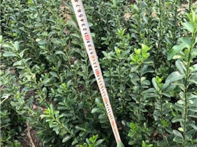 河南比较的大叶黄杨种植基地图4
