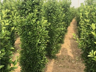 河南大叶黄杨球供应价格图3
