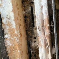 溧阳单位灭白蚁家庭白蚁防治价格