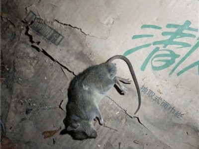 西宁灭蟑螂杀虫杀蚂蚁服务多少钱图1