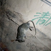 项城单位食堂灭蟑螂灭鼠杀虫服务