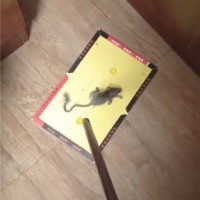 太康饭店灭鼠灭蟑螂怎么收费