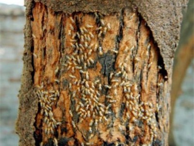 晋江池店白蚁防治灭害虫图1