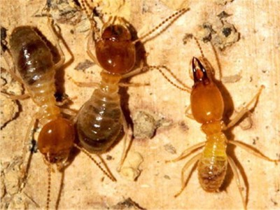 福安除白蚁防治白蚁各种害虫防治图1