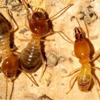 福安除白蚁防治白蚁各种害虫防治