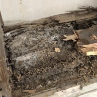 广州哪里有灭白蚁防治蟑螂老鼠的