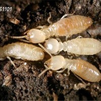 广州哪里可以灭白蚁工厂灭四害