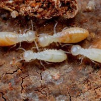 广州专业灭白蚁防治白蚁找哪家