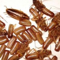 广州越秀区灭白蚁防治老鼠蟑螂